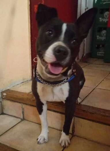 Perra joven hallada en la Rambla de Pedro Lezcano/TA.